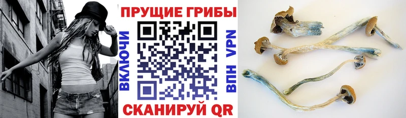 Купить закладки  Чебоксары  Галлюциногенные грибы MAGIC MUSHROOMS 